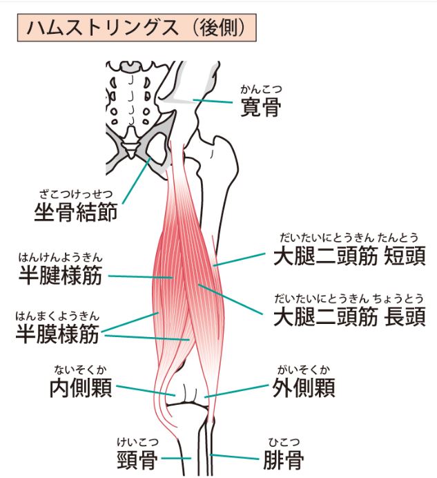 åŠè…±æ§˜ç­‹ åŠè†œæ§˜ç­‹ã®èµ·å§‹ åœæ­¢ ä½œç